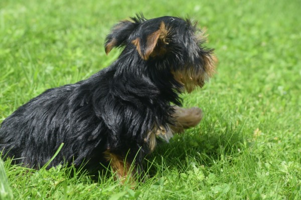 Yorkshire Terrier (reu) 96733
