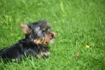 Yorkshire Terrier (reu) 96733