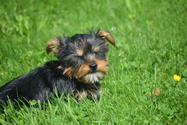 Yorkshire Terrier (reu) 96733