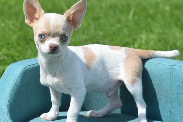 Chihuahua (reu) 74886