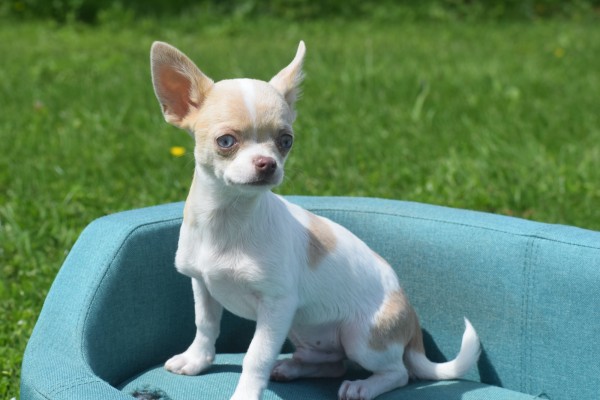 Chihuahua (reu) 74886