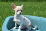 Chihuahua (reu) 74886