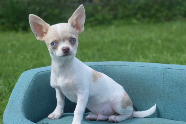Chihuahua (reu) 74886