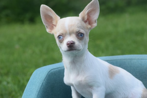 Chihuahua (reu) 74886
