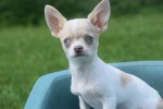 Chihuahua (reu) 74886