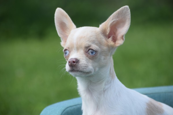 Chihuahua (reu) 74886