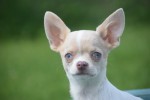 Chihuahua (reu) 74886