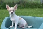 Chihuahua (reu) 74886
