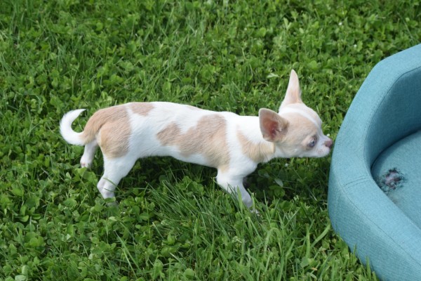 Chihuahua (reu) 74886