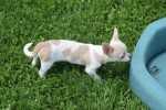 Chihuahua (reu) 74886