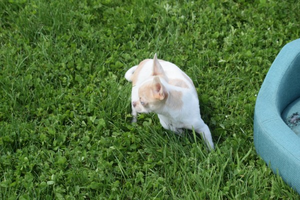 Chihuahua (reu) 74886