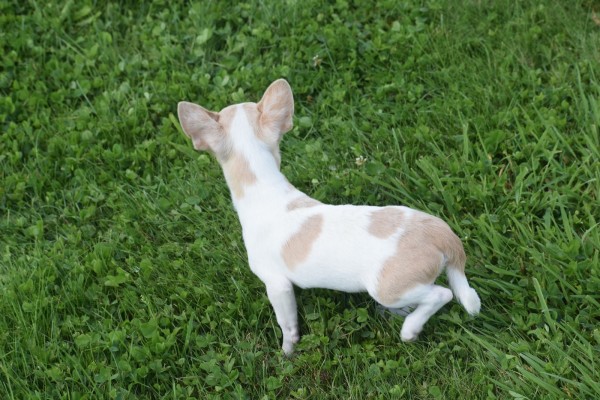Chihuahua (reu) 74886