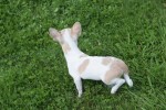 Chihuahua (reu) 74886