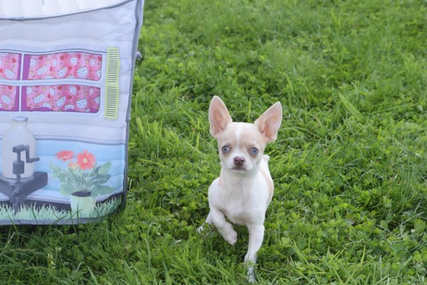 Chihuahua (reu) 74886