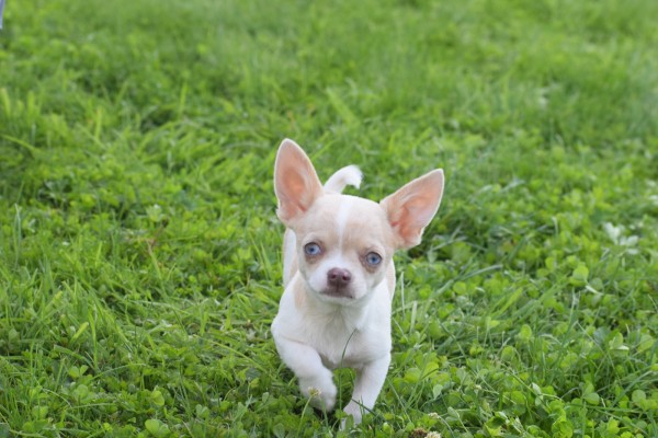 Chihuahua (reu) 74886