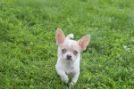 Chihuahua (reu) 74886
