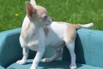 Chihuahua (reu) 74886