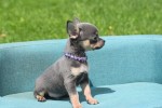 Chihuahua (reu) 84726