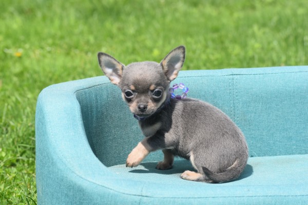 Chihuahua (reu) 84726