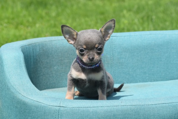 Chihuahua (reu) 84726