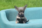 Chihuahua (reu) 84726
