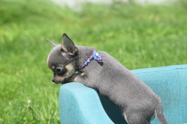Chihuahua (reu) 84726