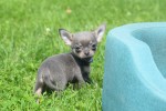 Chihuahua (reu) 84726
