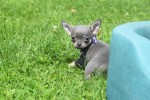 Chihuahua (reu) 84726