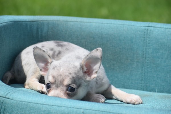 Chihuahua (teef) 84719