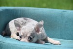 Chihuahua (teef) 84719