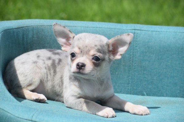 Chihuahua (teef) 84719