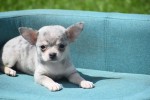 Chihuahua (teef) 84719