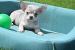 Chihuahua (teef) 84719