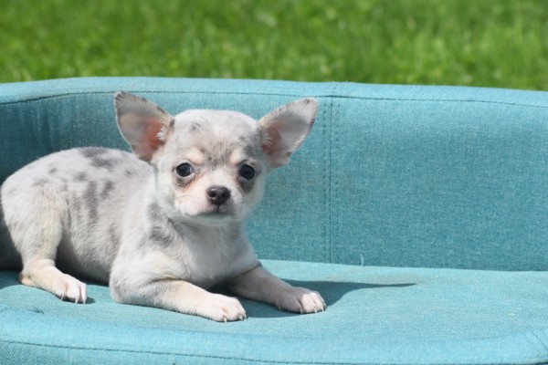 Chihuahua (teef) 84719