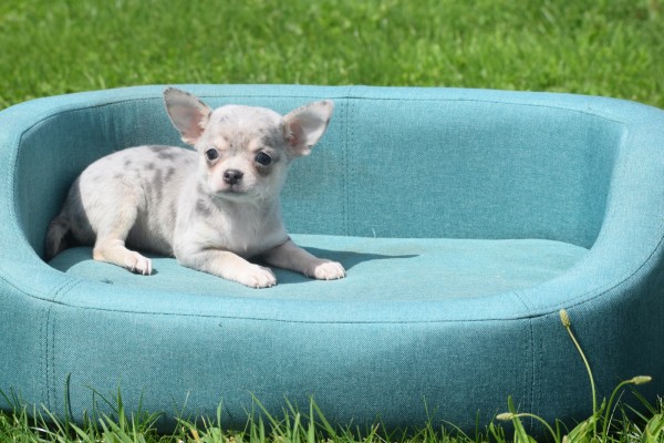 Chihuahua (teef) 84719