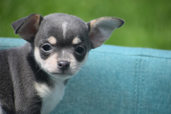 Chihuahua (reu) 84710