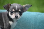 Chihuahua (reu) 84710