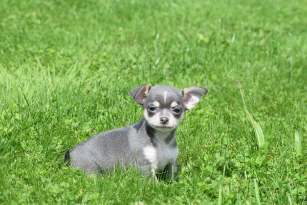Chihuahua (reu) 84710