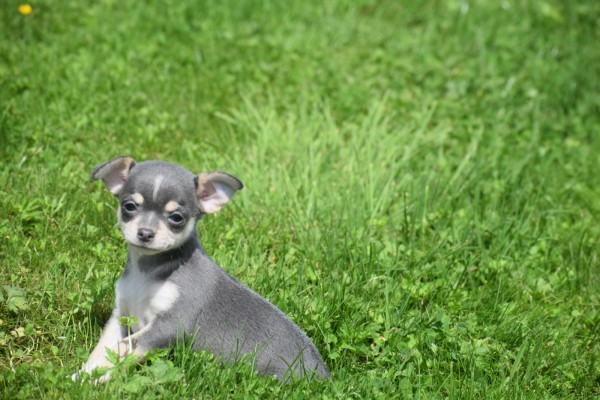 Chihuahua (reu) 84710