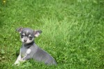 Chihuahua (reu) 84710