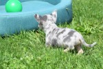 Chihuahua (teef) 84746