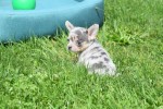 Chihuahua (teef) 84746