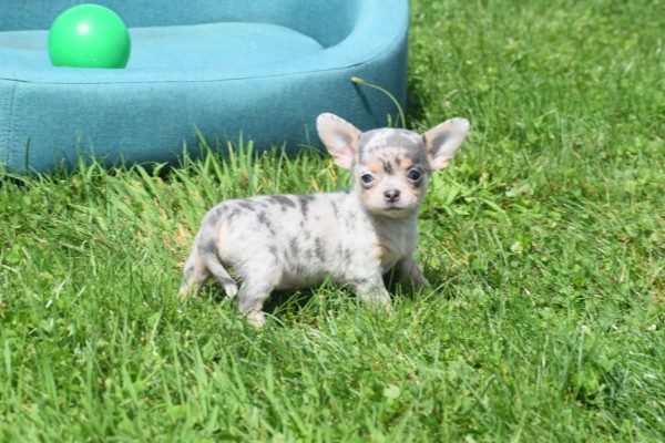 Chihuahua (teef) 84746