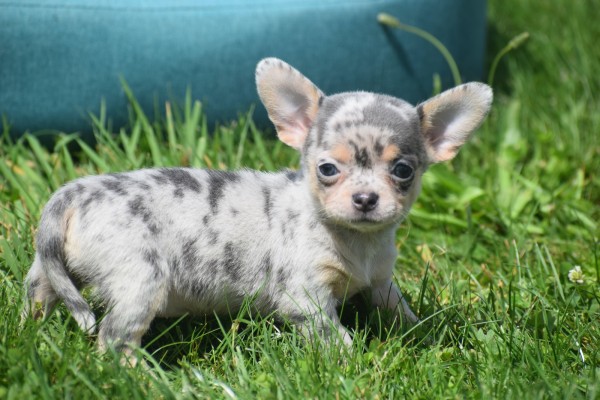 Chihuahua (teef) 84746