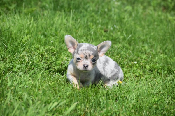 Chihuahua (teef) 84746