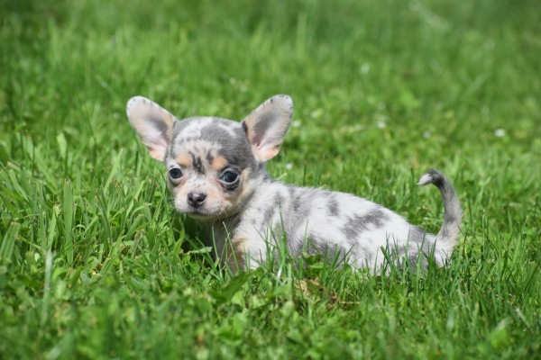 Chihuahua (teef) 84746