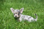 Chihuahua (teef) 84746