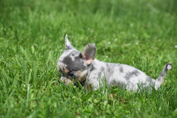 Chihuahua (teef) 84746