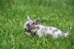 Chihuahua (teef) 84746