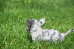 Chihuahua (teef) 84746